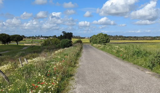 GEMINI FOTO GOOGLE PAISAJE WEB